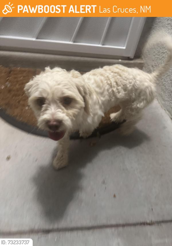 Found/Stray Male Dog last seen Los Colinas, Las Cruces, NM 88012