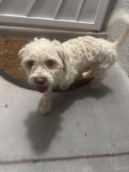 Found/Stray Male Dog last seen Los Colinas, Las Cruces, NM 88012