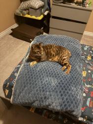 Reunited Male Cat last seen Skyridge boulevard Pickering, Pickering, ON 