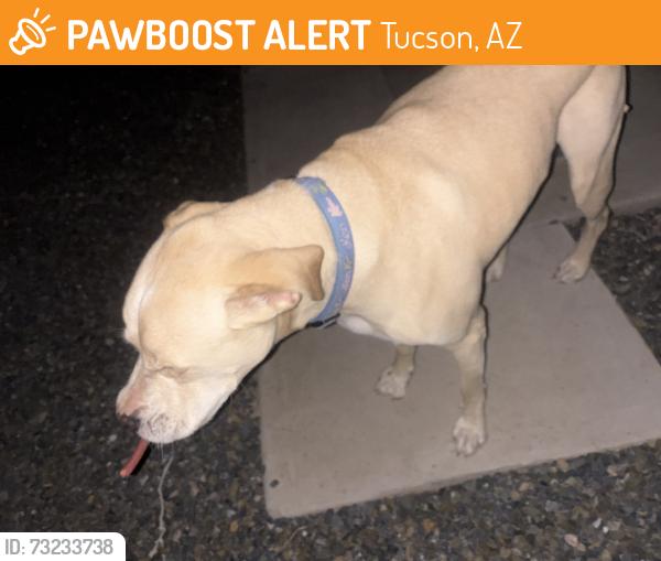 Found/Stray Male Dog last seen Miramonte strav, Tucson, AZ 85713
