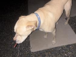Found/Stray Male Dog last seen Miramonte strav, Tucson, AZ 85713
