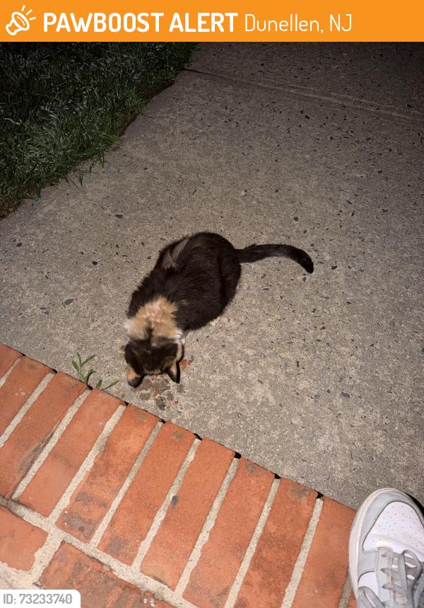 Found/Stray Female Cat last seen In front of my hse, Dunellen, NJ 08812