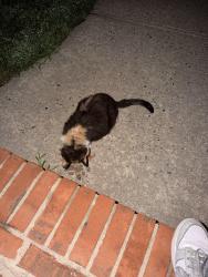 Found/Stray Female Cat last seen In front of my hse, Dunellen, NJ 08812