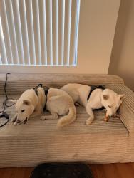 Lost Female Dog last seen Jakes way, Santa Clarita, CA 91387