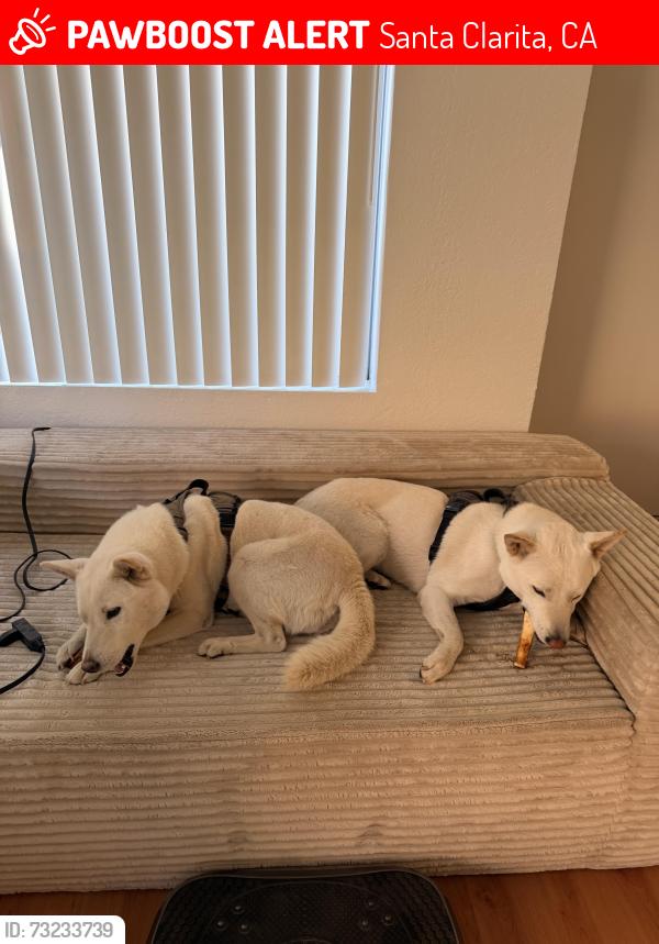 Lost Female Dog last seen Jakes way, Santa Clarita, CA 91387
