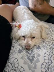 Lost Female Dog last seen 4th St and Shirley Ave., San Bernardino, CA 92410