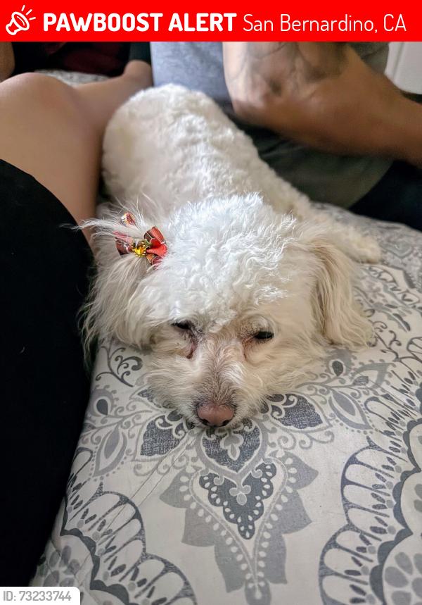 Lost Female Dog last seen 4th St and Shirley Ave., San Bernardino, CA 92410