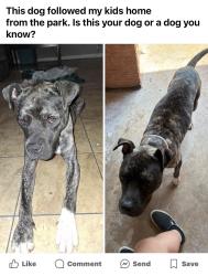 Found/Stray Male Dog last seen North highland park, Oklahoma City, OK 73114