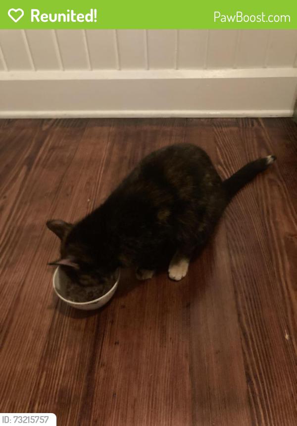 Reunited Female Cat last seen Traphagen and Wales, Massillon, OH 44646