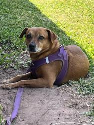 Reunited Female Dog last seen Cedar creek and Rolling Pines, Conroe, TX 77301