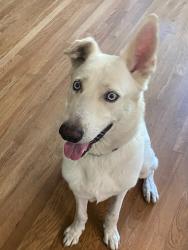 Found/Stray Male Dog last seen Palm/Shaw, Fresno, CA 93722