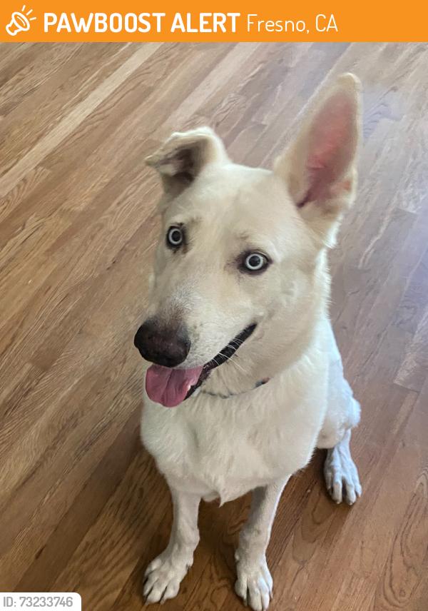 Found/Stray Male Dog last seen Palm/Shaw, Fresno, CA 93722