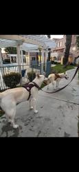 Found/Stray Unknown Dog last seen Sandy Dr and Jakes Way, Santa Clarita, CA 91387