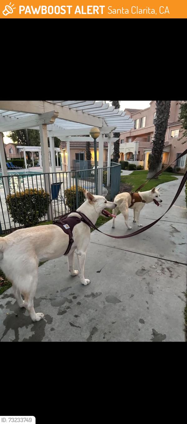Found/Stray Unknown Dog last seen Sandy Dr and Jakes Way, Santa Clarita, CA 91387