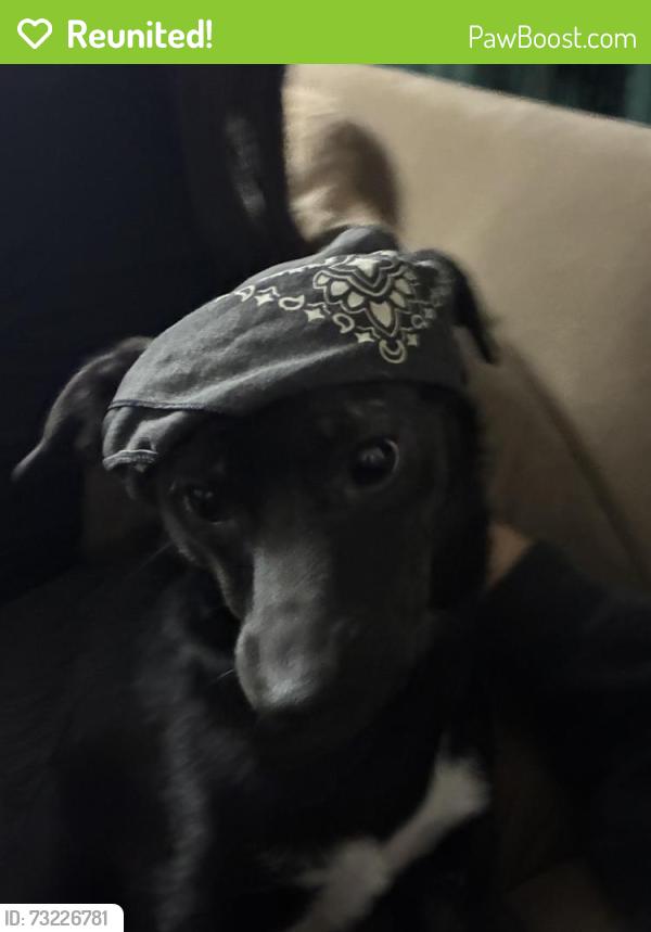 Reunited Female Dog last seen Near Wilcrest Dr, Houston, TX 77099, USA, Houston, TX 77099