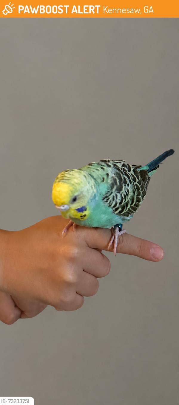 Found/Stray Unknown Bird last seen Cobb parkwah, Kennesaw, GA 30144