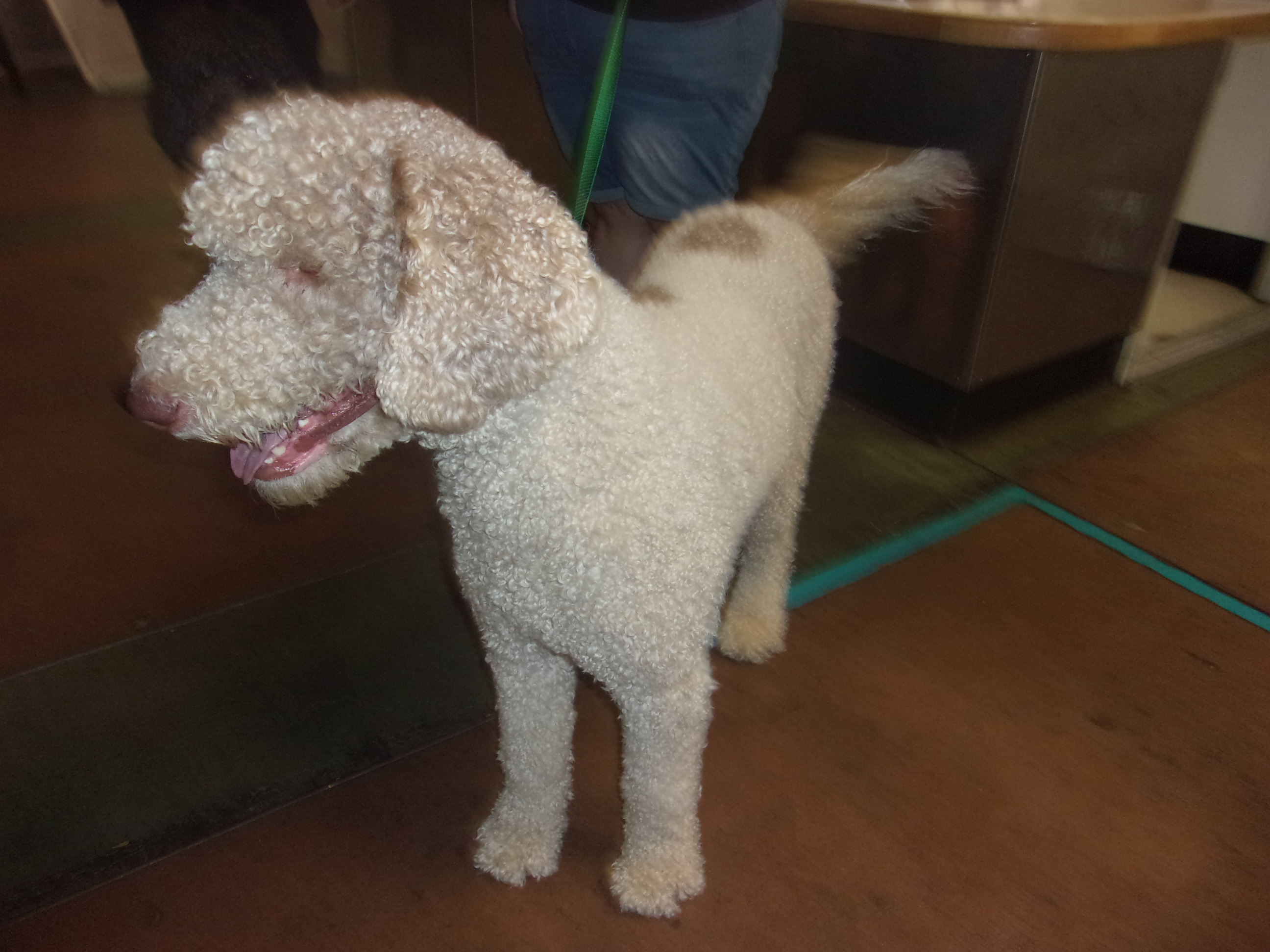 Shelter Stray Male Dog last seen , 14409 Vanowen St, Van Nuys, CA 91405, USA