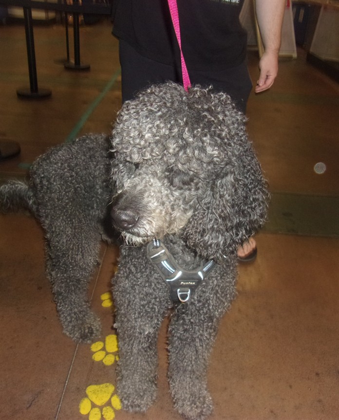 Shelter Stray Male Dog last seen , 14409 Vanowen St, Van Nuys, CA 91405, USA