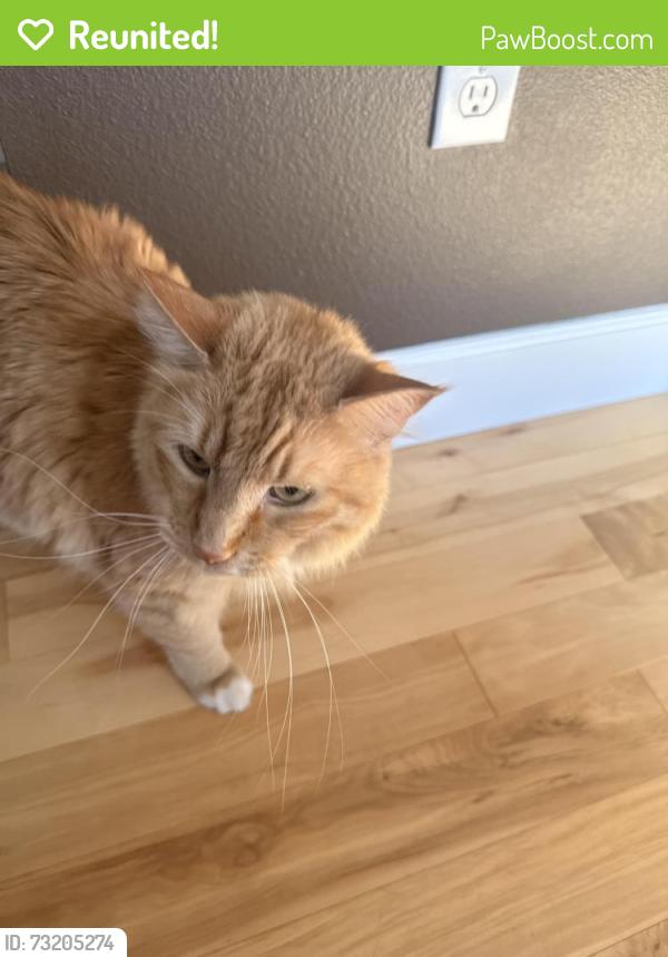 Reunited Male Cat last seen 3rd and main, Buckley, WA 98321