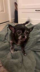 Reunited Male Dog last seen Kenneth Avenue and Madison Avenue Fair Oaks, Fair Oaks, CA 95628