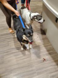 Found/Stray Male Dog last seen Lipscomb, San Diego, CA 92126