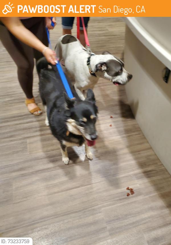 Found/Stray Male Dog last seen Lipscomb, San Diego, CA 92126