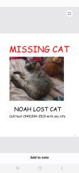Lost Male Cat last seen Malvern/ burning tree, Fullerton, CA 92833