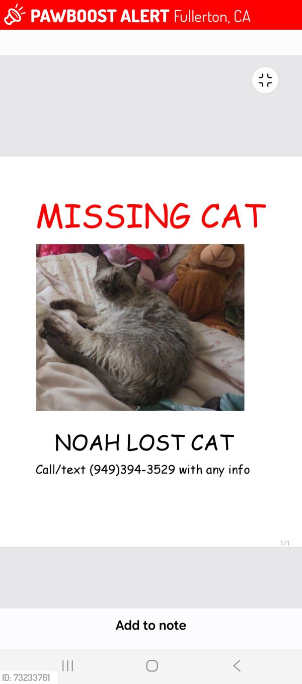 Lost Male Cat last seen Malvern/ burning tree, Fullerton, CA 92833
