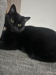 Lost Female Cat last seen Nash St, Anderson St, Wilson, NC 27893