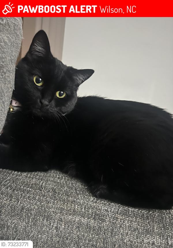Lost Female Cat last seen Nash St, Anderson St, Wilson, NC 27893
