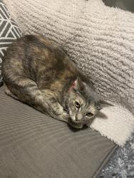 Lost Female Cat last seen Near Buena Terrace, El Cajon, CA 92020, El Cajon, CA 92020