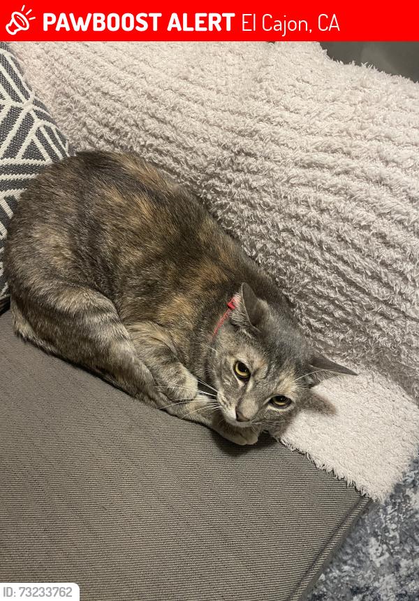 Lost Female Cat last seen Near Buena Terrace, El Cajon, CA 92020, El Cajon, CA 92020