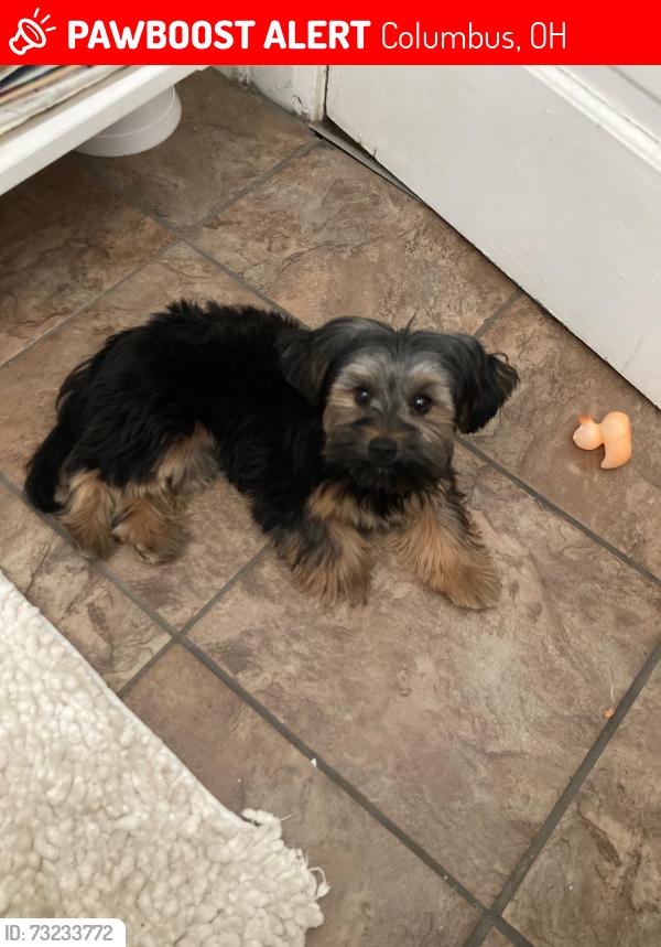 Lost Female Dog last seen Ohio, Columbus, OH 43205