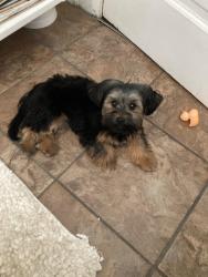 Lost Female Dog last seen Ohio, Columbus, OH 43205