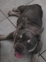 Found/Stray Female Dog last seen University and pine, San Bernardino, CA 92405