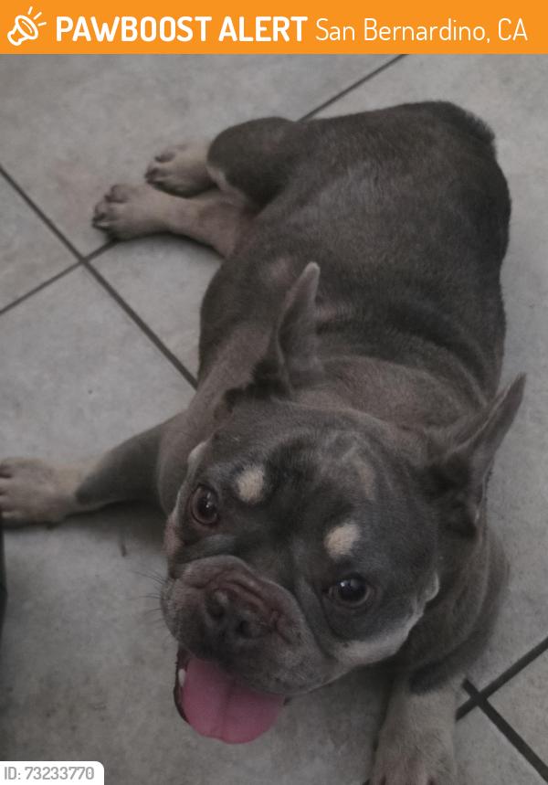 Found/Stray Female Dog last seen University and pine, San Bernardino, CA 92405