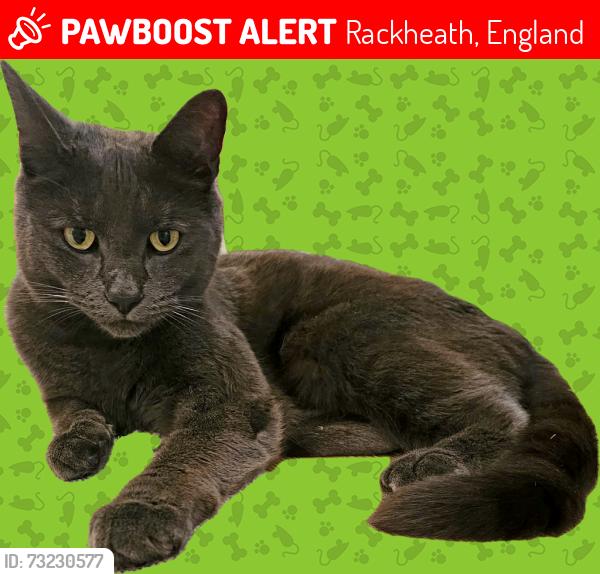 Lost Male Cat last seen NR13 6SP, Rackheath, England 