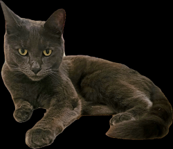 Lost Male Cat last seen NR13 6SP, Rackheath, England 