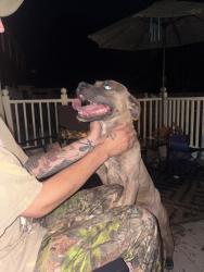 Found/Stray Female Dog last seen Sage and eden, Chesapeake, VA 23320