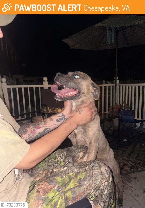 Found/Stray Female Dog last seen Sage and eden, Chesapeake, VA 23320