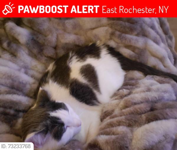 Lost Male Cat last seen Gleason circle, East Rochester, NY 14445