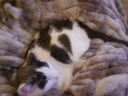 Lost Male Cat last seen Gleason circle, East Rochester, NY 14445
