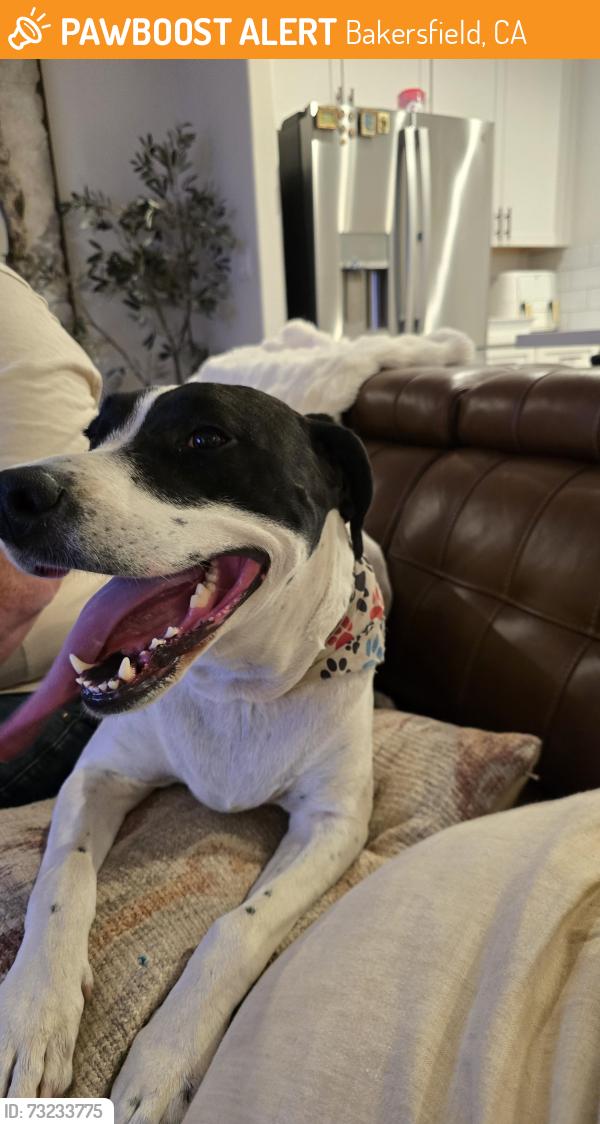 Found/Stray Female Dog last seen Old River and Panama, Bakersfield, CA 93311