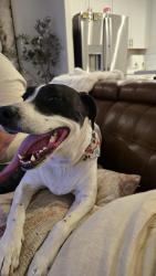 Found/Stray Female Dog last seen Old River and Panama, Bakersfield, CA 93311