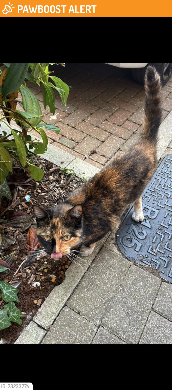 Found/Stray Female Cat last seen Kite way Luton, Luton, England LU2 0GL