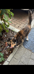 Found/Stray Female Cat last seen Kite way Luton, Luton, England LU2 0GL