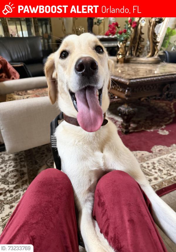 Lost Male Dog last seen Millennia Mall, Orlando, FL 32839
