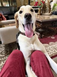 Lost Male Dog last seen Millennia Mall, Orlando, FL 32839