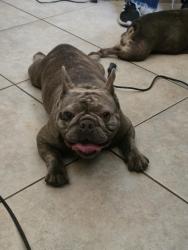 Reunited Male Dog last seen University and pine, San Bernardino, CA 92405
