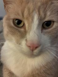 Lost Male Cat last seen Cat is actually black and white but I don’t have a recent photo…Please help me Anyway!, Philadelphia, PA 19104